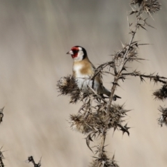 Carduelis carduelis (European Goldfinch) at Jerrabomberra Wetlands - 19 Jul 2023 by RodDeb