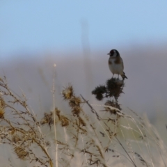 Carduelis carduelis at Fyshwick, ACT - 19 Jul 2023