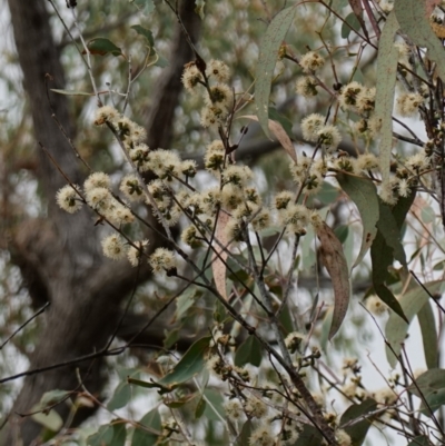 Eucalyptus nortonii (Large-flowered Bundy) at Stromlo, ACT - 2 Apr 2023 by RobG1