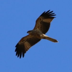 Haliastur sphenurus at Fyshwick, ACT - 19 Jul 2023 11:54 AM