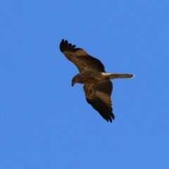 Haliastur sphenurus at Fyshwick, ACT - 19 Jul 2023 11:54 AM