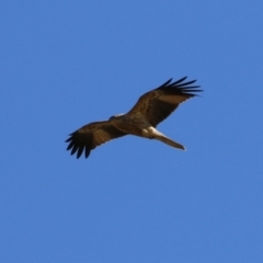 Haliastur sphenurus at Fyshwick, ACT - 19 Jul 2023 11:54 AM