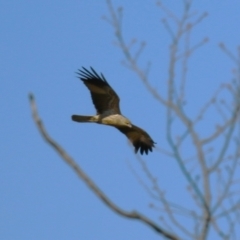 Haliastur sphenurus at Fyshwick, ACT - 19 Jul 2023 11:54 AM