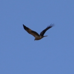 Haliastur sphenurus at Fyshwick, ACT - 19 Jul 2023 11:54 AM