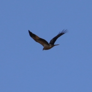 Haliastur sphenurus at Fyshwick, ACT - 19 Jul 2023 11:54 AM