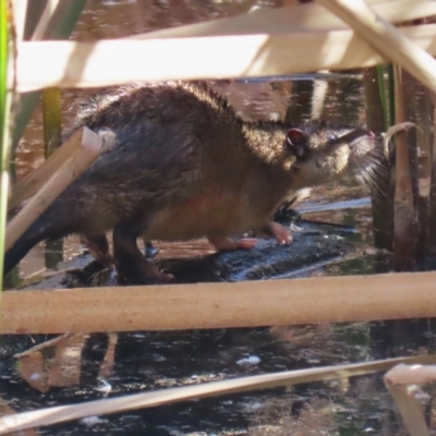 Hydromys chrysogaster (Rakali or Water Rat) at Jerrabomberra Wetlands - 19 Jul 2023 by RodDeb