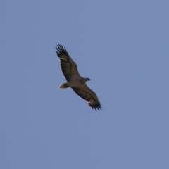 Haliaeetus leucogaster (White-bellied Sea-Eagle) at Jerrabomberra Wetlands - 19 Jul 2023 by RodDeb