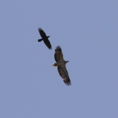 Haliaeetus leucogaster at Kingston, ACT - 19 Jul 2023 12:11 PM