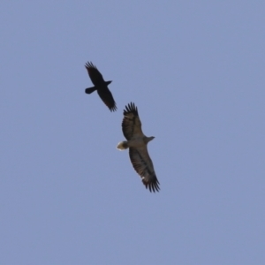 Haliaeetus leucogaster at Kingston, ACT - 19 Jul 2023