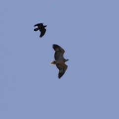 Haliaeetus leucogaster at Kingston, ACT - 19 Jul 2023 12:11 PM