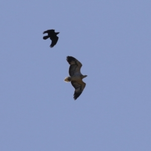 Haliaeetus leucogaster at Kingston, ACT - 19 Jul 2023