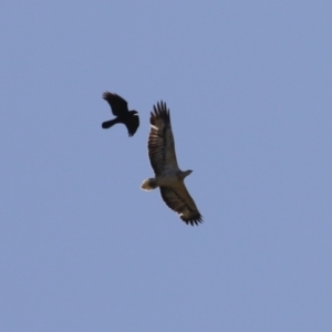 Haliaeetus leucogaster at Kingston, ACT - 19 Jul 2023 12:11 PM