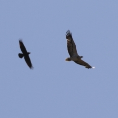 Haliaeetus leucogaster at Kingston, ACT - 19 Jul 2023 12:11 PM