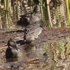 Stictonetta naevosa (Freckled Duck) at Jerrabomberra Wetlands - 19 Jul 2023 by RodDeb