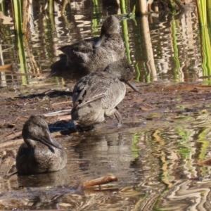 Stictonetta naevosa at Fyshwick, ACT - 19 Jul 2023