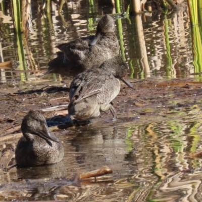 Stictonetta naevosa (Freckled Duck) at Jerrabomberra Wetlands - 19 Jul 2023 by RodDeb