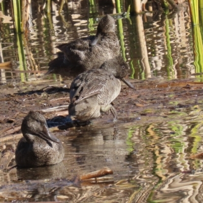 Stictonetta naevosa (Freckled Duck) at Fyshwick, ACT - 19 Jul 2023 by RodDeb