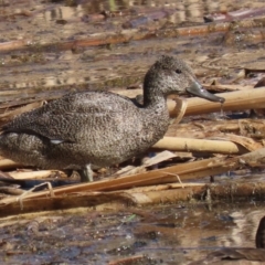 Stictonetta naevosa at Fyshwick, ACT - 19 Jul 2023