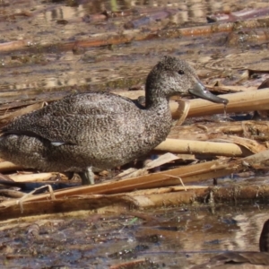 Stictonetta naevosa at Fyshwick, ACT - 19 Jul 2023