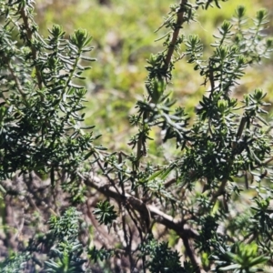 Cassinia aculeata subsp. aculeata at Belconnen, ACT - 19 Jul 2023