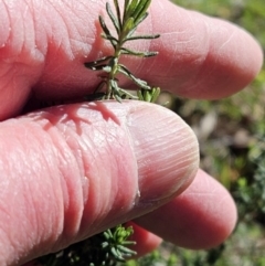 Cassinia aculeata subsp. aculeata at Belconnen, ACT - 19 Jul 2023