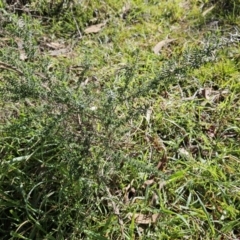 Cassinia aculeata subsp. aculeata at Belconnen, ACT - 19 Jul 2023