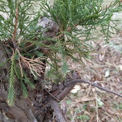 Cupressus sp. at Fadden, ACT - 2 Aug 2023 by KumikoCallaway