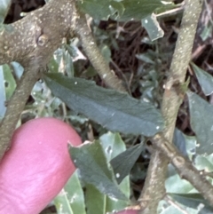 Melicytus dentatus (Tree Violet) at Kangaroo Valley, NSW - 20 Jul 2023 by lbradley