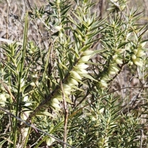 Melichrus urceolatus at Belconnen, ACT - 19 Jul 2023