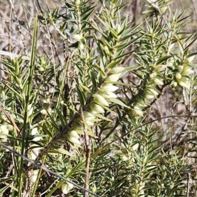 Melichrus urceolatus (Urn Heath) at Belconnen, ACT - 19 Jul 2023 by sangio7