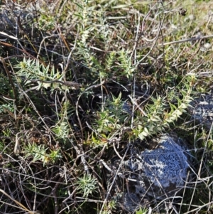 Melichrus urceolatus at Belconnen, ACT - 19 Jul 2023