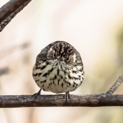 Pyrrholaemus sagittatus (Speckled Warbler) at Belconnen, ACT - 20 Jul 2023 by Roger