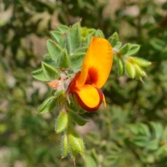 Pultenaea procumbens (Bush Pea) at Broadway TSR N.S.W. - 5 Apr 2023 by RobG1