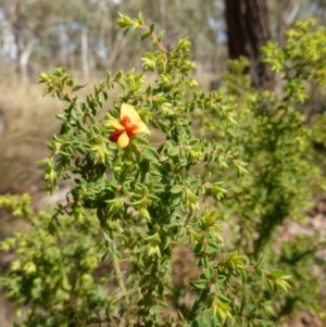 Pultenaea procumbens at Broadway, NSW - 5 Apr 2023 12:02 PM