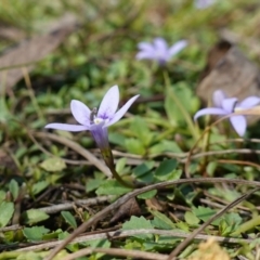 Isotoma fluviatilis subsp. australis at Broadway, NSW - 5 Apr 2023 12:32 PM