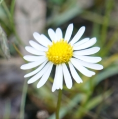 Calotis anthemoides (Chamomile Burr-daisy) at Broadway, NSW - 5 Apr 2023 by RobG1