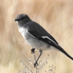 Melanodryas cucullata (Hooded Robin) at Tidbinbilla Nature Reserve - 20 Jul 2023 by JohnBundock