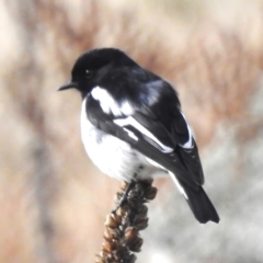 Melanodryas cucullata (Hooded Robin) at Tidbinbilla Nature Reserve - 20 Jul 2023 by JohnBundock