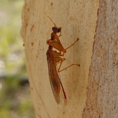 Campion sp. (genus) (Mantis Fly) at Broadway, NSW - 5 Apr 2023 by RobG1