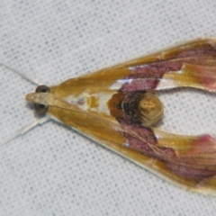 Agathodes ostentalis (Coral Tree Moth) at Sheldon, QLD - 30 Mar 2007 by PJH123