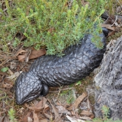 Tiliqua rugosa (Shingleback Lizard) at Broadway TSR N.S.W. - 5 Apr 2023 by RobG1