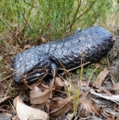 Tiliqua rugosa at Broadway, NSW - 5 Apr 2023