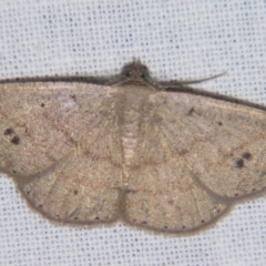 Casbia rectaria (Pomaderris Moth) at Sheldon, QLD - 30 Mar 2007 by PJH123