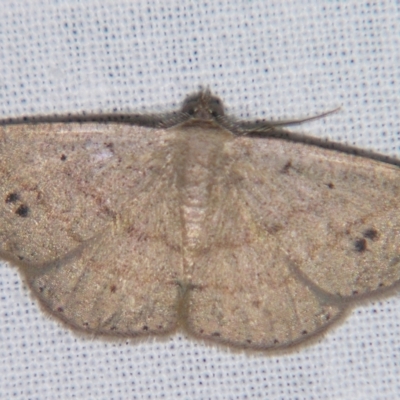 Casbia rectaria (Casbia rectaria) at Sheldon, QLD - 30 Mar 2007 by PJH123