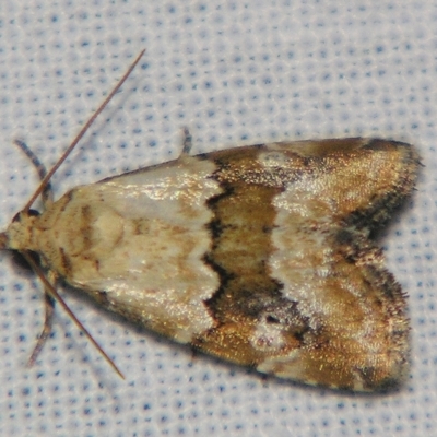 Maliattha amorpha (Brown Bar Moth) at Sheldon, QLD - 30 Mar 2007 by PJH123