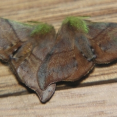 Panacela (genus) (A Monkey moth (Eupteroridae fam.)) at Sheldon, QLD - 30 Mar 2007 by PJH123