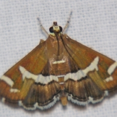 Spoladea recurvalis (Beet Webworm) at Sheldon, QLD - 30 Mar 2007 by PJH123