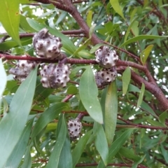 Hakea salicifolia (Willow-leaved Hakea) at Wanniassa Hill - 19 Jul 2023 by KumikoCallaway