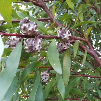 Hakea salicifolia (Willow-leaved Hakea) at Wanniassa Hill - 19 Jul 2023 by KumikoCallaway