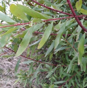 Hakea salicifolia at Fadden, ACT - 20 Jul 2023 08:45 AM